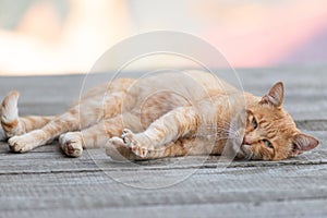 Serene Siesta: Ginger Cat in Repose