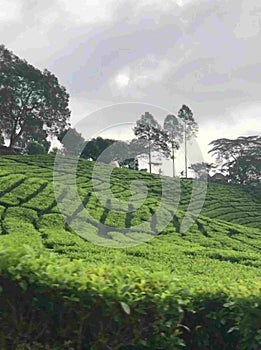 Serene Splendor: Capturing the Beauty of a Tea Garden