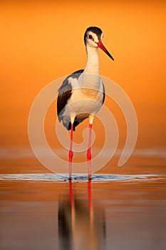 Serene Stilt Bird at Sunset: A Beautiful Reflection on Calm Waters - Generative AI