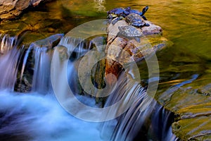 Serene stream waterfall in a tropical garden with asian terrapins