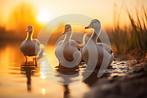 Serene Sunset Ducks at Lakeside, AI Generated