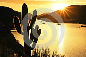 Serene sunset over desert lake with silhouetted cactus
