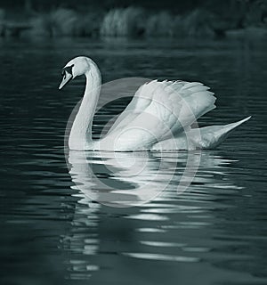 Pacífico cisne sobre el 