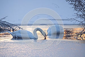 Serene Swans Feeding in a Wintry Lake at Twilight