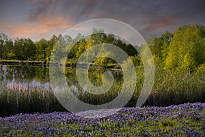 Serene Texas Bluebonnet Field With Pond Reflections