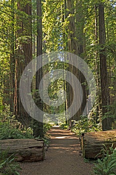 Serene Trail Amongst the Forest Giants