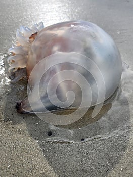 A serene translucent jellyfish on the beach