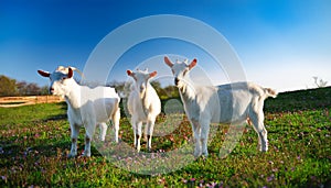Serene Trio: Three Friendly Goats Grazing in a Grassy Field. photo