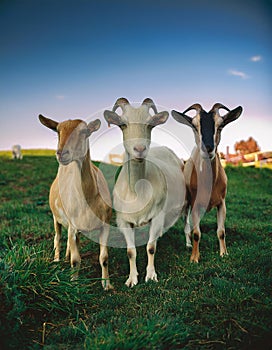 Serene Trio: Three Friendly Goats Grazing in a Grassy Field. photo