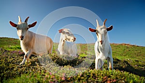 Serene Trio: Three Friendly Goats Grazing in a Grassy Field. photo