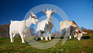 Serene Trio: Three Friendly Goats Grazing in a Grassy Field. photo