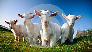 Serene Trio: Three Friendly Goats Grazing in a Grassy Field. photo