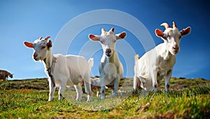 Serene Trio: Three Friendly Goats Grazing in a Grassy Field. photo