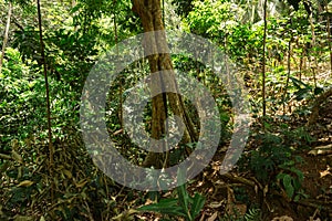 Serene Tropical Forest with Towering Trees photo