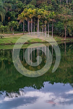 Serene Tropical Palm Trees Reflecting on Water Surface