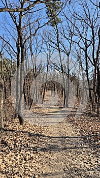 Forest Path in Winter