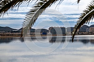 Serene View of La Manga Shoreline Through Palm Leaves photo