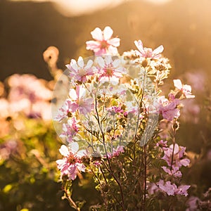 serene view of natural landscape with pink colored plants and soft sunset