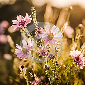 serene view of natural landscape with pink colored plants and soft sunset