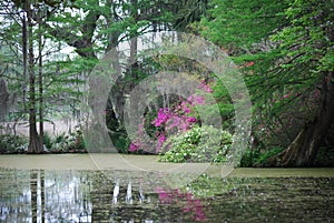 Serene view of pond near the red bridge bridge at Magnolia Plantation in Charleston.