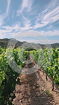 A serene vineyard with lush grapevine rows stretches towards the horizon under a sky of delicate cirrus clouds and gentle hills