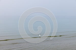 The serene waters of Lake Garda host a single heron, a quiet observer in the tranquil haze of dawn, embodying the peacefulness of