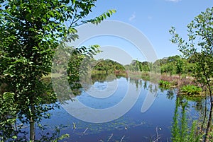 Serene waterway in a nature preserve in Sarasota Florida