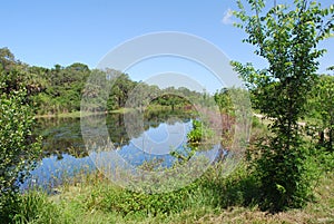 Serene waterway in a nature preserve in Sarasota Florida