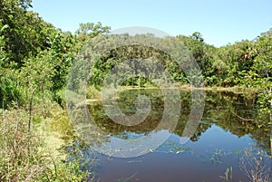 Serene waterway in a nature preserve in Sarasota Florida