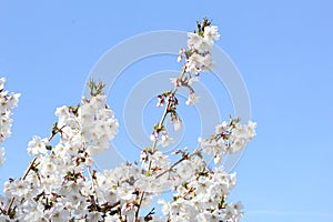 White Prunus blossom in a blue sky, Betuwe, Netherlands photo