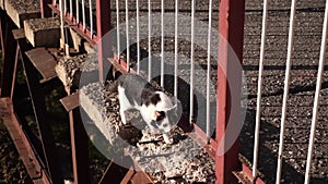 Serene white cat with delicate black stripes gracefully traverses the edge of a suspended red bridge