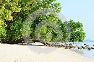 Serene White Sandy Beach with Lush Green Mangroves on Bright Sunny Day - Vijaynagar, Havelock Island, Andaman, India