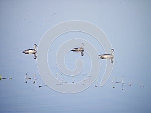 Serene Wildlife Photography - Three Ducks Swimming in a Reflective Lake