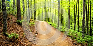 Serene Winding Path Through Lush Spring ForestSunlight Dappled Trail in Green Woods