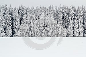 A serene winter landscape with trees covered in snow