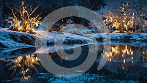 Magical Winter Otter by the River with Festive Lights