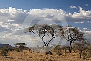 serengeti