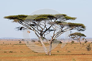 Serengeti acacia