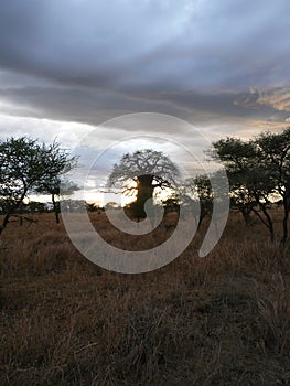 Serengeti Baobab