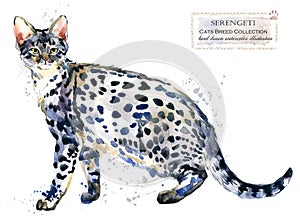 Serengeti cat. watercolor home pet illustration. Cats breeds series. domestic animal.serengeti