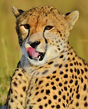 Serengeti Cheetah