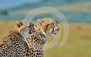 Serengeti Cheetah Family