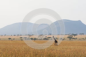 Serengeti giraffe