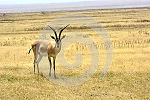 Serengeti - Grant`s Gazelle