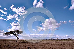 Serengeti landscape