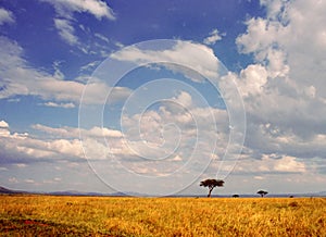 Serengeti landscape