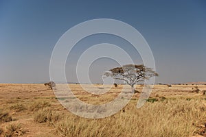 Serengeti Landscape