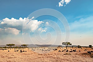 The Serengeti - landscape with blue sky and white clouds, dried grass, acacia trees and hundrets of wildebeests