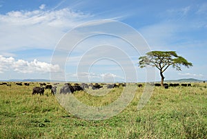 Buffalos in Serengeti, Tanzania, Africa