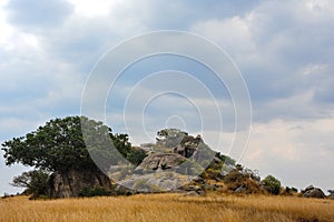 Serengeti landscape. A rocky kopje stands in golden grassland with moody grey, storm clouds sky